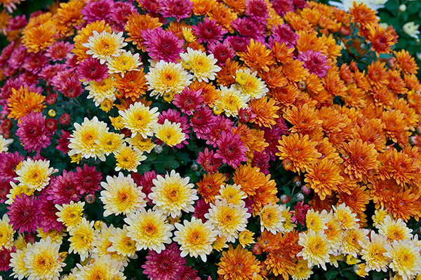 گل داوودی