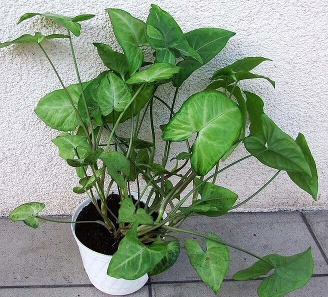 سینگونیوم Goose foot plant